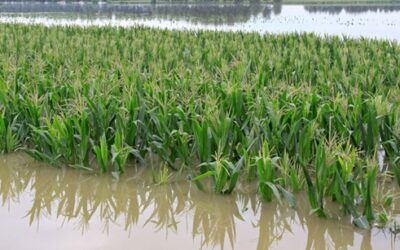 Govt to launch ‘Meri Policy Mere Hath’, to deliver crop policies at farmers doorstep