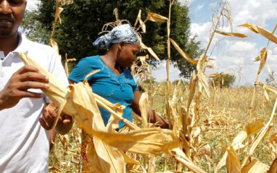 Kenyan farmers test insurance to ward off climate-driven hunger
