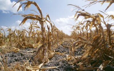 Food prices hit record high in March, U.N. agency says