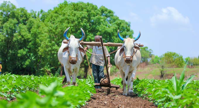 Deficient rains threaten Kharif crop production in Uttar Pradesh