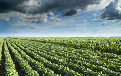 U.S. crop insurers post record-high premium growth on rising commodity prices and innovation