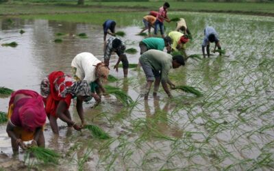 India sees normal monsoon rainfall some states drenched others parched