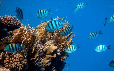 Saving Ocean: Global emergency