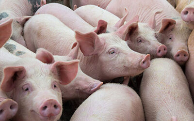 African swine fever reported in two Kerala farms