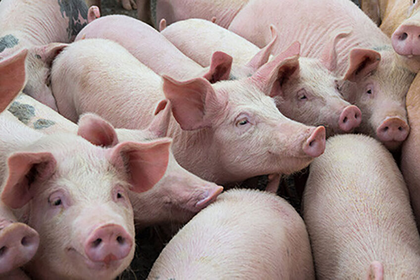 African swine fever reported in two Kerala farms