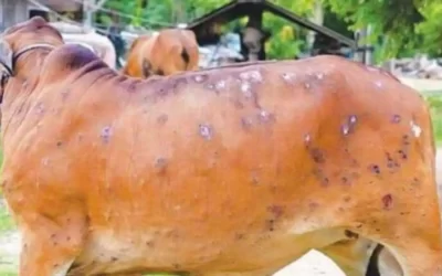 Indigenous vaccine for lumpy skin disease launched, big relief for livestock