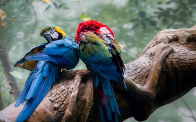 Giraffes, parrots, and oak trees, among many species facing extinction