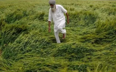 Unseasonal rain, crop losses could keep India’s food inflation high