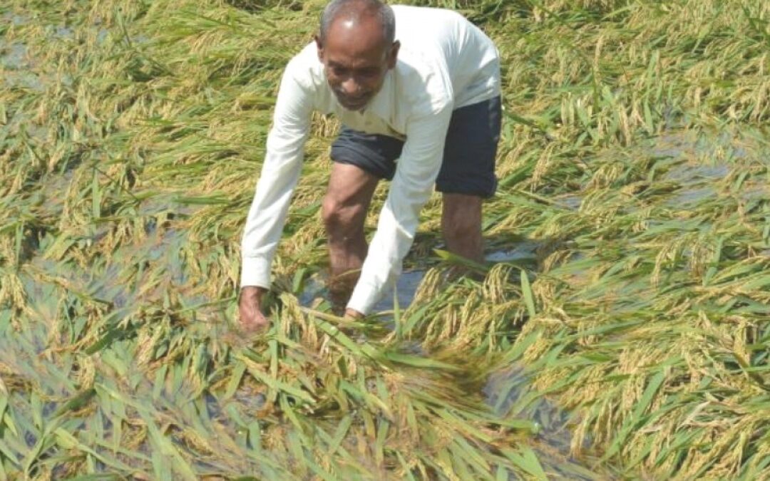 Maha: Excessive rainfall-affected farmers upset over getting paltry amounts as crop insurance