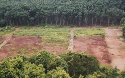 Human activity degraded more than a third of remaining Amazon forest: Study