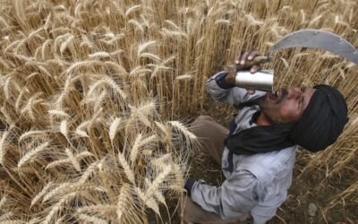 High heatwaves in India and Pakistan caused a decline in crop yields in 2022: WMO