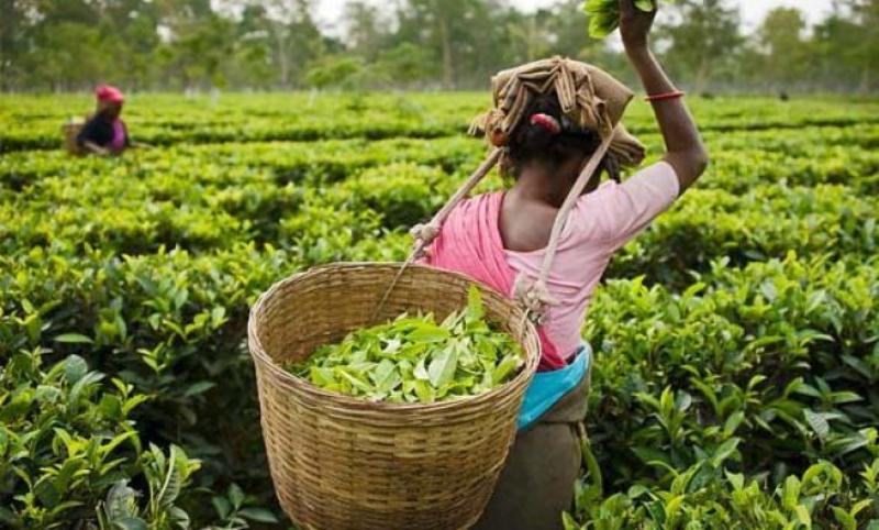 Read the tea leaves: Climate change taking toll on Darjeeling tea gardens and workers