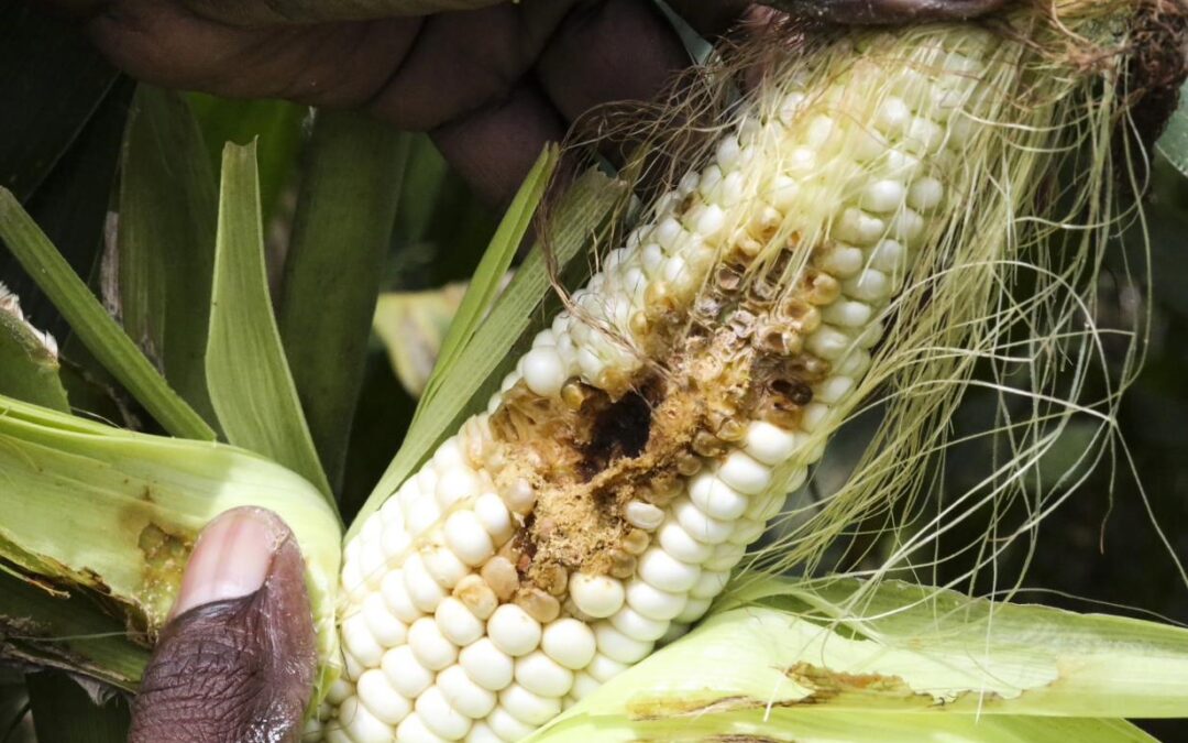 Food security: Climate change is helping pests and diseases to destroy crops