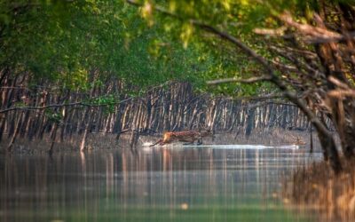 Sundarbans records highest drowning mortality rate among children across globe: Report