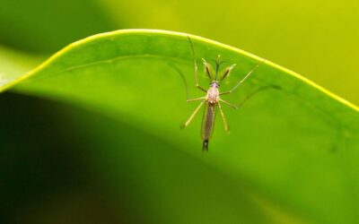 Climate change pushes dengue into new frontiers across India