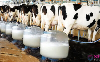 IBISA launches  climate cover for protecting Indian dairy industry from heat waves