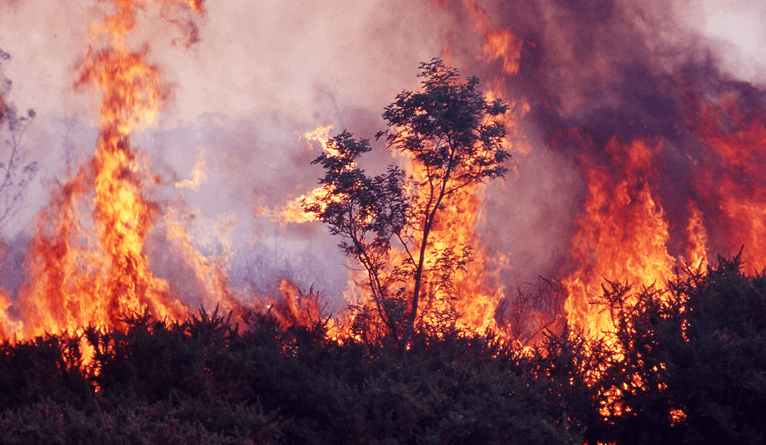 Wildfires could affect over half of Canada’s oil sands output: Report