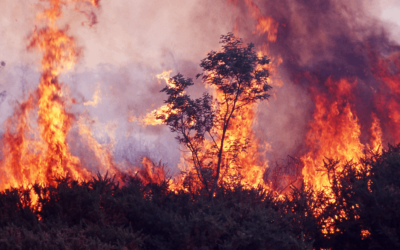 Wildfires could affect over half of Canada’s oil sands output: Report
