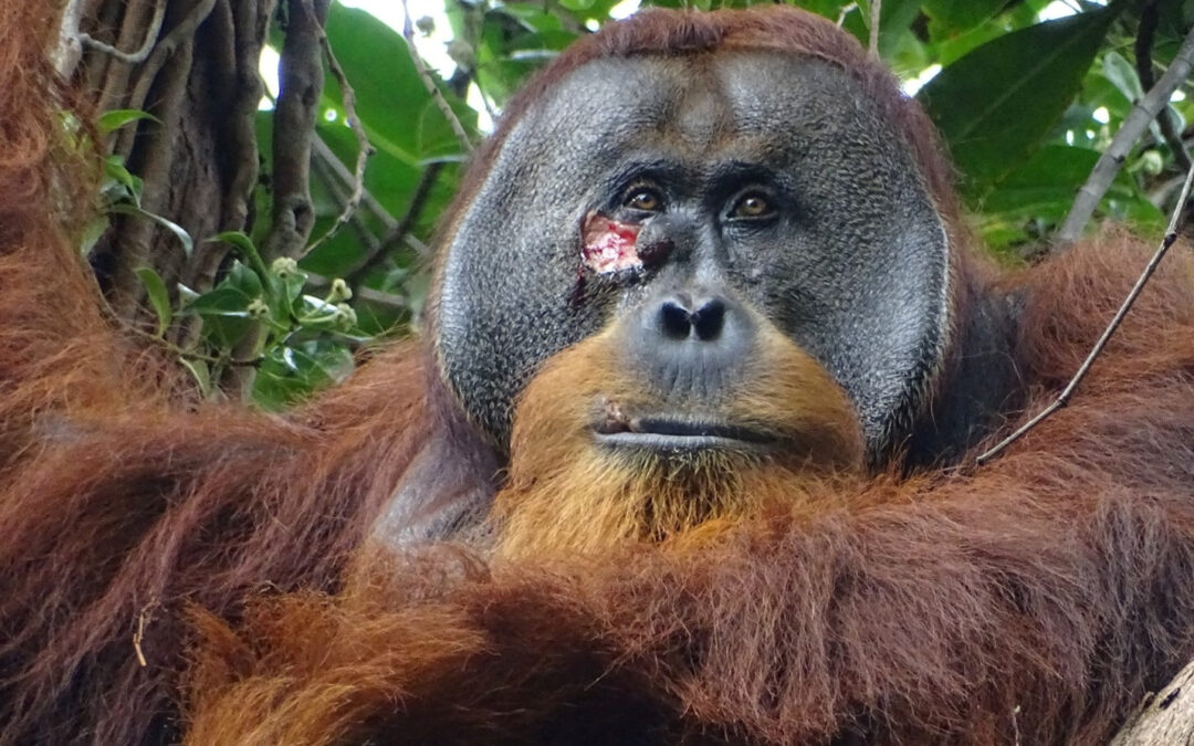 Orangutan’s use of medicinal plant to treat wound intrigues scientists