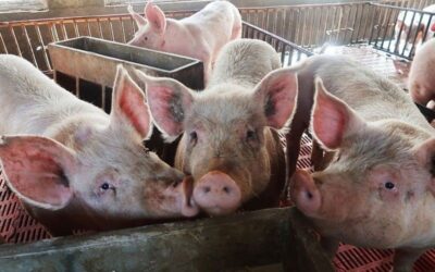 Kerala culls 310 pigs to contain African Swine Fever outbreak