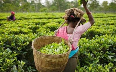 Wages of Assam tea workers meagre shortcomings in welfare scheme implementation CAG report