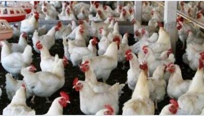 Nearly four lakh chickens perish in Andhra samples sent to ascertain cause