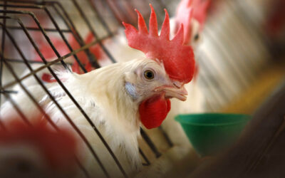 Govt tightens biosecurity rules as bird flu spreads beyond poultry