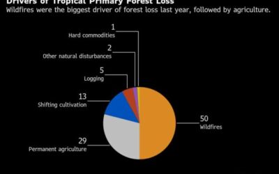 Global loss of tropical and boreal forests surge to a record high in 2024