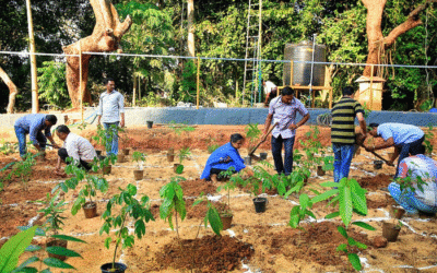 Govt links green credits for tree plantation to survival canopy cover