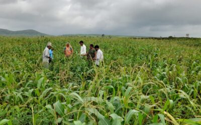 Digit Insurance pays first moisture index-based parametric insurance claim to Rajasthan farmers