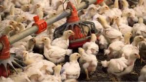 Bird flu outbreaks on farms in Kerala state reported, WOAH says