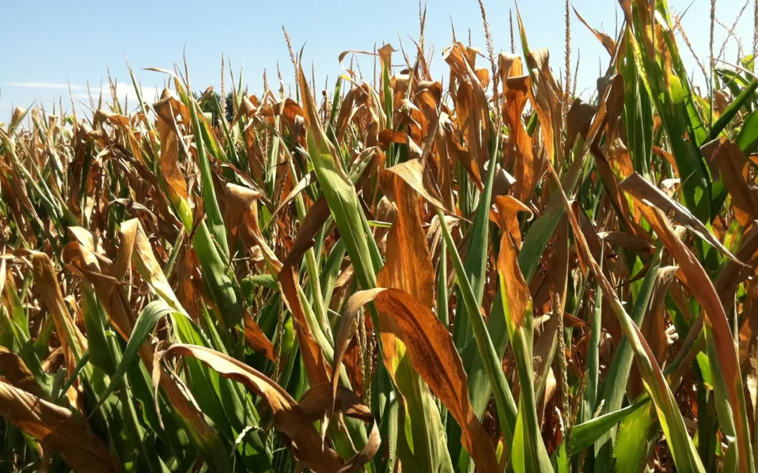 India braces for unusually hot March; wheat, rapeseed crops at risk