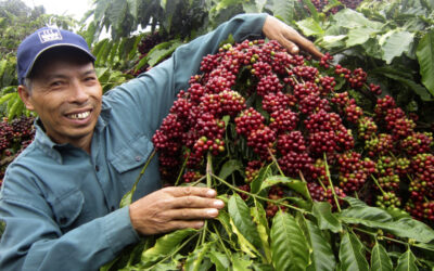 Willis and Global Parametrics deliver first payout to coffee farmers in Vietnam hit by heavy rainfall