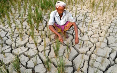 El Niño Emerges, Threatening Crops and Livelihoods