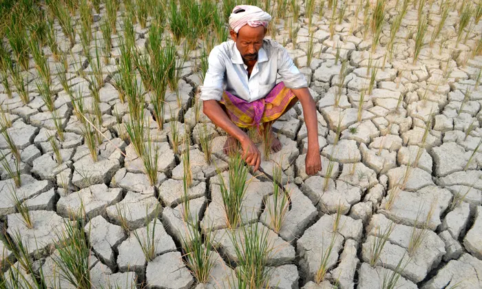 El Niño Emerges, Threatening Crops and Livelihoods