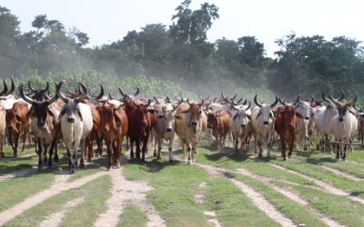 NADCP contributing to more disease-secure livestock sector in India
